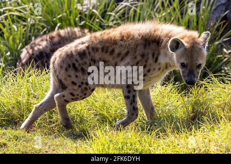 Gros plan sur la ville de Hyena, un site à pois ou en riant, au zoo de Sydney Banque D'Images