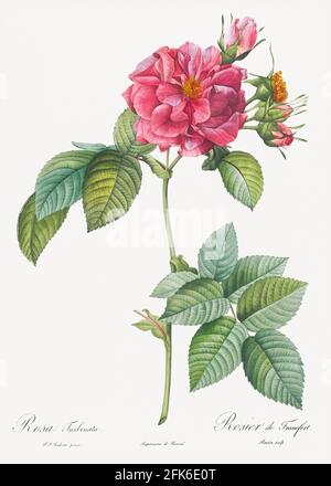 Rosa turbinata, également connue sous le nom de Rose de Francfort des Roses (1817&ndash;1824) par Pierre-Joseph Redoté. Original de la Bibliothèque du Congrès. Digi Banque D'Images