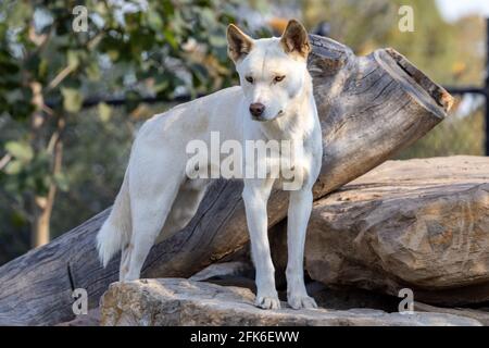 Dingo alpin captif dans le zoo australien Banque D'Images