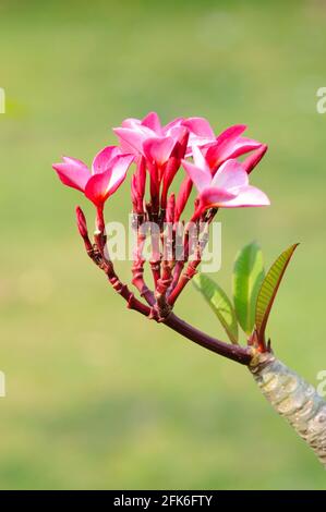 Frangipani rouge (jasmin indien de l'Ouest) Banque D'Images