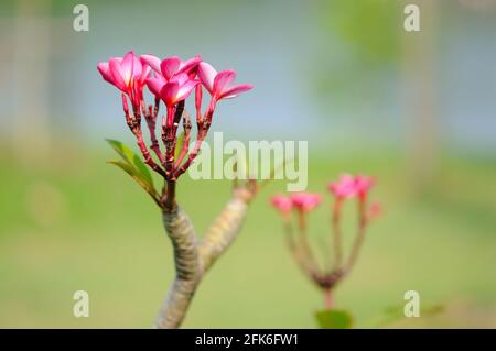 Frangipani rouge (jasmin indien de l'Ouest) Banque D'Images