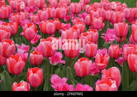 Darwin tulipe hybride 'Pink impression' fleurs à pleine fleur dedans Le ressort Banque D'Images