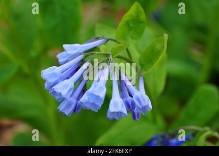 Belle fleur de Bluebells de Virginie à pleine fleur au printemps Banque D'Images