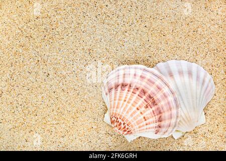 Gros plan de belles coquillages de Scallop sur fond de sable avec copyspace Banque D'Images