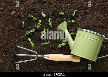 Plantules vertes avec outils de jardinage à l'extérieur Banque D'Images