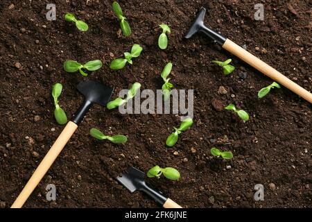 Plantules vertes avec outils de jardinage à l'extérieur Banque D'Images