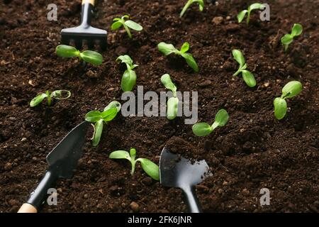 Plantules vertes avec outils de jardinage à l'extérieur Banque D'Images