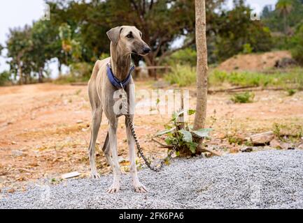 Le chien de chasse fantôme indien ou Rajapalayam est un grand chien de chasse trouvé à Tamil Nadu, en Inde. Ce sont d'excellents chiens de garde. Banque D'Images