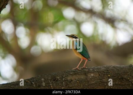 Pitta indien ou Pitta brachyura assis sur un tronc d'arbre avec un beau fond bokeh, pitta indien est l'oiseau le plus coloré avec 9 couleurs Banque D'Images