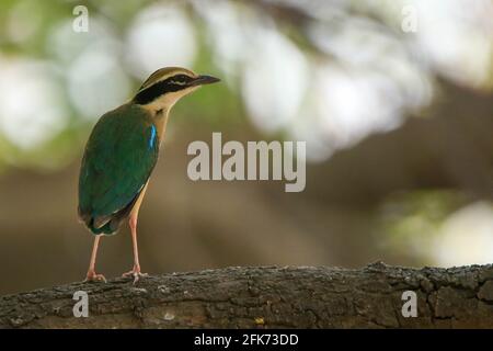 Pitta indien ou Pitta brachyura assis sur un tronc d'arbre avec un beau fond bokeh, pitta indien est l'oiseau le plus coloré avec 9 couleurs Banque D'Images