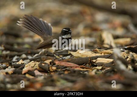 Flycatcher de queue de Fantail brun blanc (Rhipidura aureola) collectant son matériel de nidification Banque D'Images