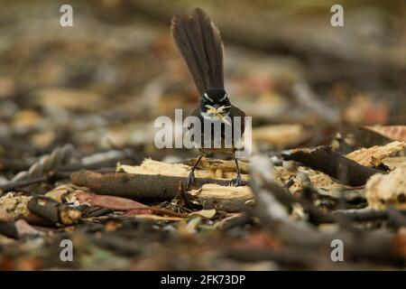 Flycatcher de queue de Fantail brun blanc (Rhipidura aureola) collectant son matériel de nidification Banque D'Images