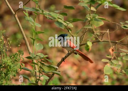 Flycatcher de paradis indien ou flycatcher de paradis asiatique (Terpsiphone paradisi) assis sur une branche avec un beau vert flou premier plan et arrière-plan Banque D'Images