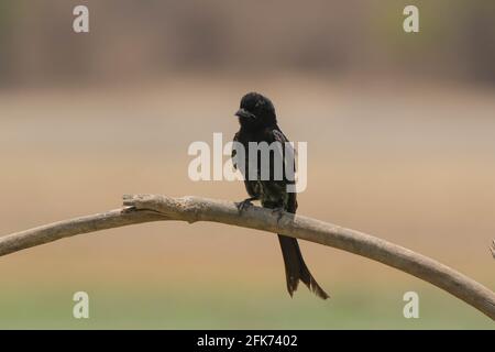 Le drongo noir ou le Dicrurus macrocercus est un oiseau noir qui est assis sur une branche avec un arrière-plan flou Banque D'Images