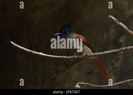 un petit flycatcher indien paradisi (Terpsiphone paradisi), un homme, un muet rufous qui se fauchent sur une branche séchée Banque D'Images