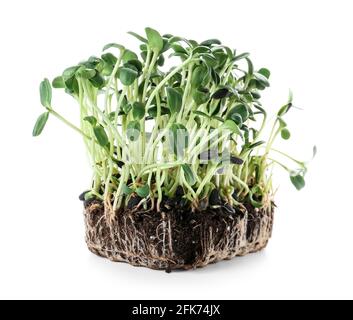 Tournesol frais micro-vert sur fond blanc Banque D'Images