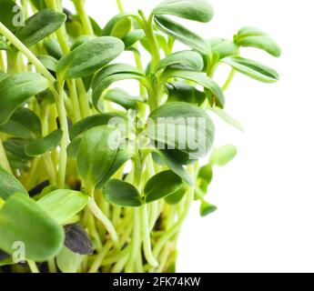 Tournesol frais micro-vert sur fond blanc, gros plan Banque D'Images