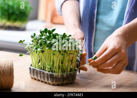 Femme coupant du micro-vert frais sur la table Banque D'Images