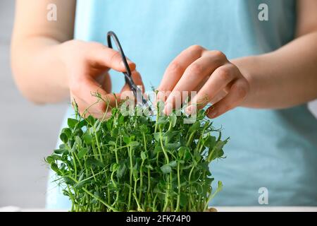 Femme en coupe de micro-vert frais, gros plan Banque D'Images