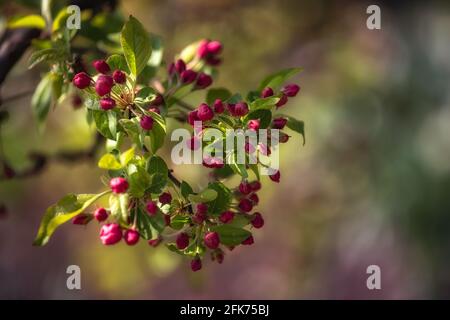 Gros plan des boutons de fleurs de la pomme de crabe Malus non ouverts « Evereste » au printemps au Royaume-Uni Banque D'Images