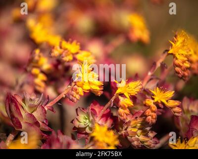 Gros plan des rosettes de fleurs de Sedum Palmeri en lumière chaude au printemps Banque D'Images