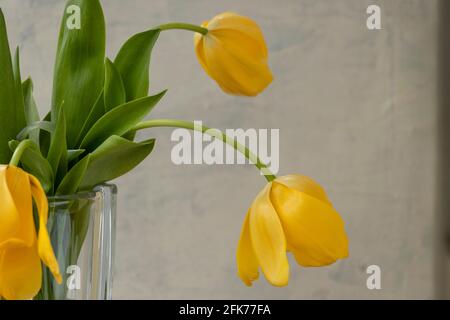 Gros plan bouquet de tulipes jaunes sur fond texturé gris. Tulipes jaunes en fondu sur fond gris dans un vase transparent. Mise au point douce Banque D'Images