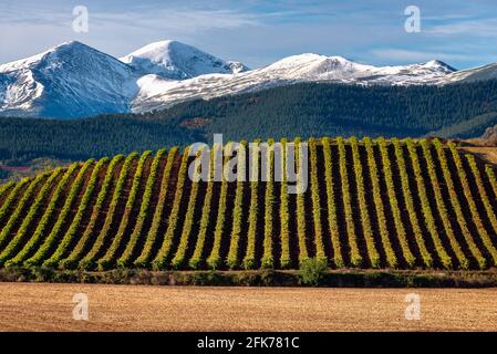 Vignobles avec montagne San Lorenzo comme arrière-plan, la Rioja, Espagne Banque D'Images