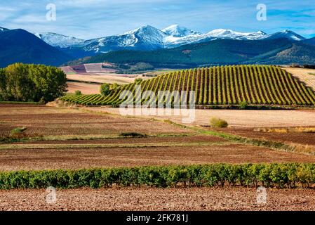 Vignobles avec montagne San Lorenzo comme arrière-plan, la Rioja, Espagne Banque D'Images