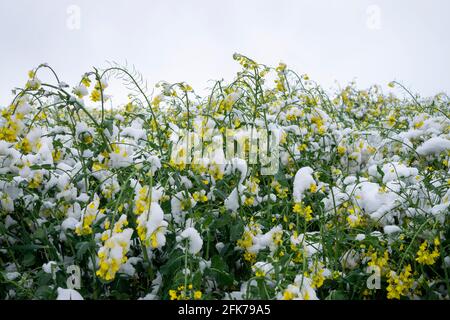 Chute de neige printanière non saisonnière couvrant le champ de colza, le temps et les saisons Banque D'Images