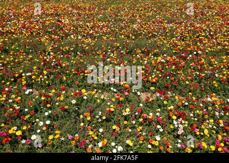 Lignes de Buttercups en pleine fleur et dans diverses couleurs, vue aérienne. Banque D'Images