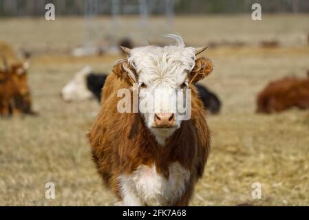 Jeune Chandler Herefords vache Portrait. Vache peinte marron et blanche. Jolie vache orange à tête blanche Banque D'Images
