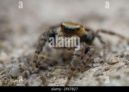 Macro de l'homme Evarcha falcata sur un sol sablonneux. Photo prise dans une forêt de pins. Banque D'Images