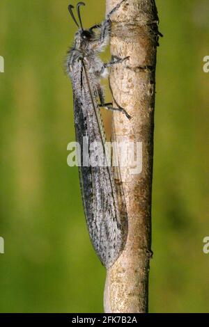 Antlion sur une plante. Antlions (famille Myrmeleontidae) sont des insectes volants qui appartiennent à la même famille que les chrysopes. Leurs larves sont predat vorace Banque D'Images