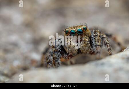 Macro frontale d'Evarche falcata mâle sur terrain sablonneux. Photo prise dans une forêt de pins. Banque D'Images