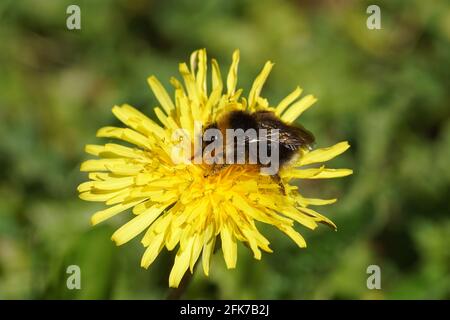 La famille des Bumblebee de Cuckoo Apidae sur la fleur du pissenlit commun (Taraxacum officinale). Bombus sylvestris ou Bombus norvegicus. Printemps, Hollande