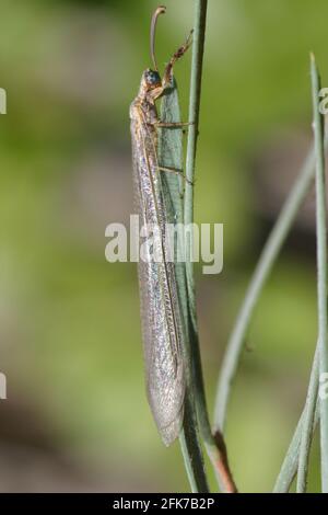 Antlion sur une plante. Antlions (famille Myrmeleontidae) sont des insectes volants qui appartiennent à la même famille que les chrysopes. Leurs larves sont predat vorace Banque D'Images