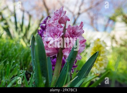 Hyachint fleuri au printemps Banque D'Images
