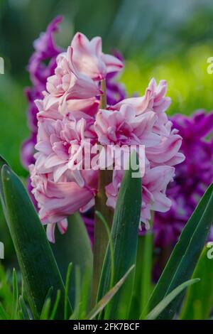 Hyachint fleuri au printemps Banque D'Images