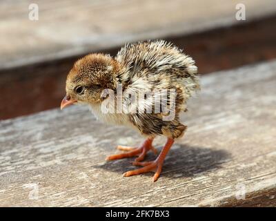 Petit poussin Alectoris chukar sur un banc en bois. Banque D'Images