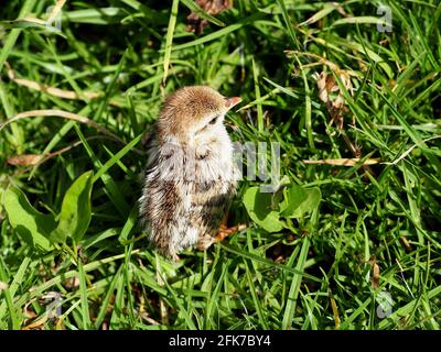 La petite poussin de perdrix chache dans l'herbe verte Banque D'Images