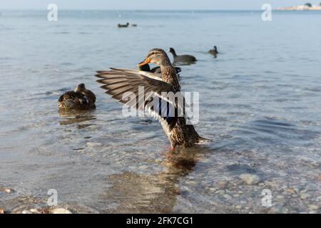 Canard gris sauvage en gros plan nageant dans l'eau. Un canard migrateur gris-brun se répand dans ses ailes, se tient dans la mer et pose pour la caméra. Hiver Banque D'Images