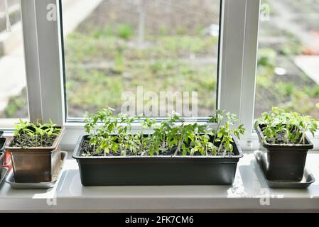 Pot avec des pousses de tomate est sur le rebord de la fenêtre Banque D'Images