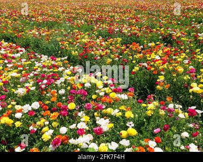 Lignes de Buttercups en pleine fleur et dans diverses couleurs, vue aérienne. Banque D'Images