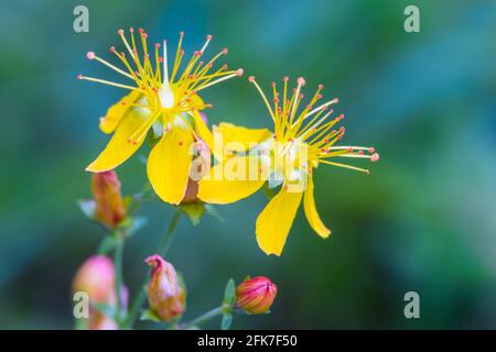 Le millepertuis de Saint-Jean hypericum pulchrum fleurit dans les Highlands d'Écosse Banque D'Images