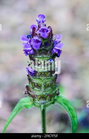 SelfHEAL Prunella vulgaris fleurs violettes croissant dans les Highlands de Écosse Banque D'Images