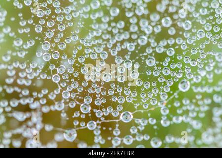 European Sheetweb Spider Linyphia triangularis webs avec des gouttelettes d'eau de brume Banque D'Images