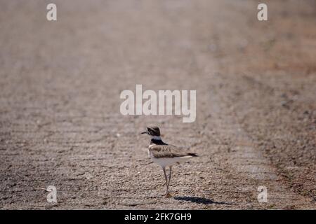 Killdeer (Charadrius vociferus) - Comté de Hall, Géorgie. Un killdeer descend au milieu d'une route pavée. Banque D'Images