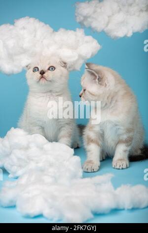 Un petit chaton rayé de chlore chlore regarde un autre chaton blanc avec des yeux bleus qui regarde vers le haut. Fond bleu ciel avec nuages de coton autour. Banque D'Images