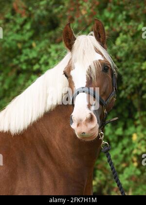 Un coup de tête d'un cheval de châtaignier avec une mane blonde dans un collier de tête. Banque D'Images