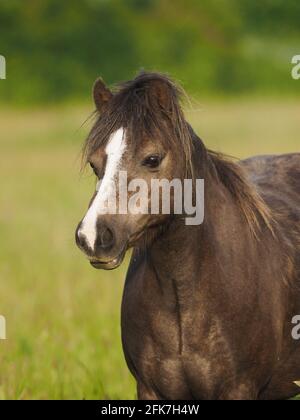 Une plus de poids Welsh Section UN poney se tient dans un enclos. Banque D'Images